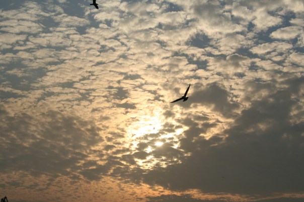 freedom-1407716-1599x1066