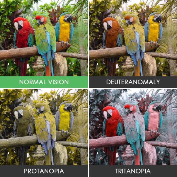 w_different-types-color-blindness-photos-52-58872e650e5eb-880