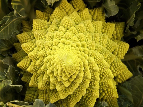 romanescu-3297134_640